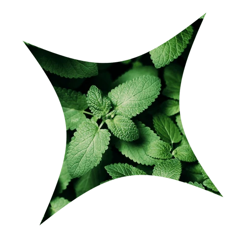 7 extractos de plantas